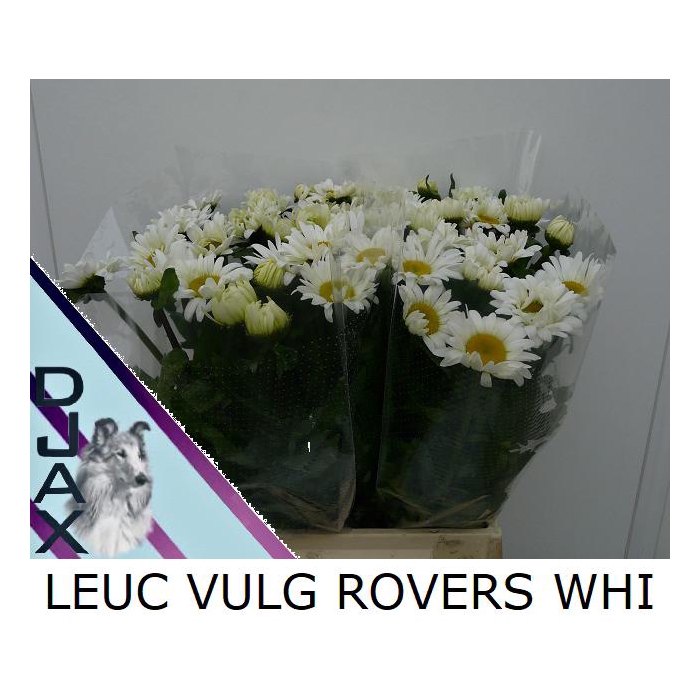 <h4>Leuc Vulg Rovers Whi</h4>