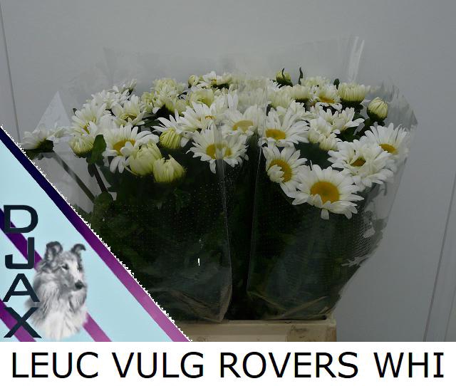 <h4>LEUC VULG ROVERS WHI</h4>
