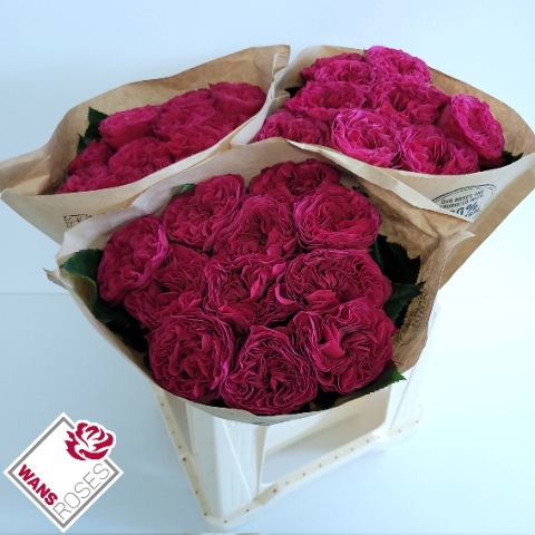 <h4>Rosa la garden pink 'n pretty</h4>