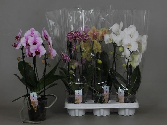 Phalaenopsis Elegans Cascade 12Ø 45cm 2stem 14Flow