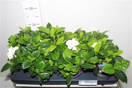<h4>Gardenia Jasminoides 8+</h4>