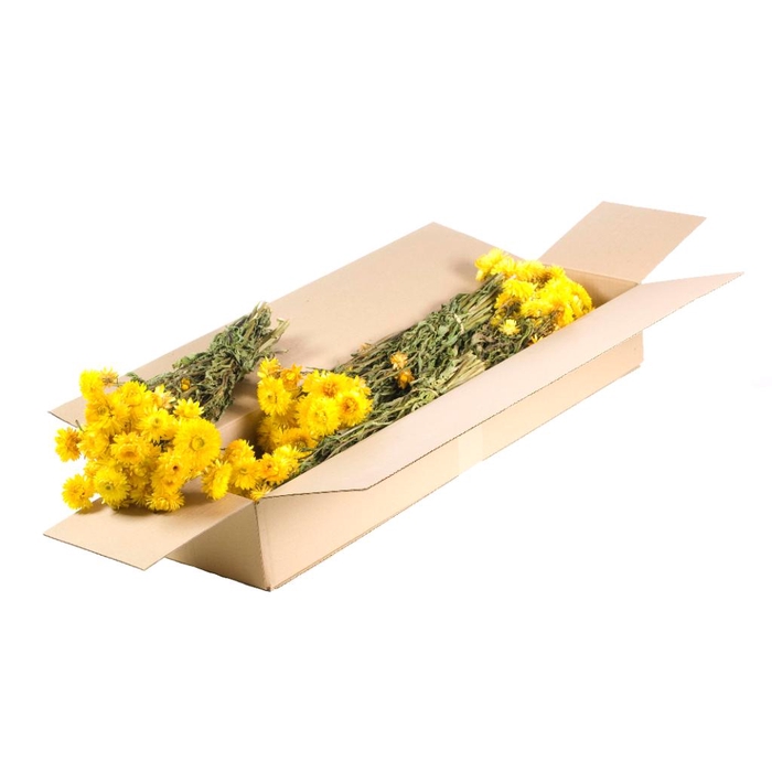 DRIED FLOWERS - HELICHRYSUM NATURAL YELLOW