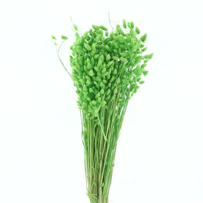 <h4>Dried Broom Bloom Green</h4>