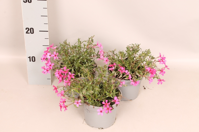 vaste planten 12 cm Phlox Rose