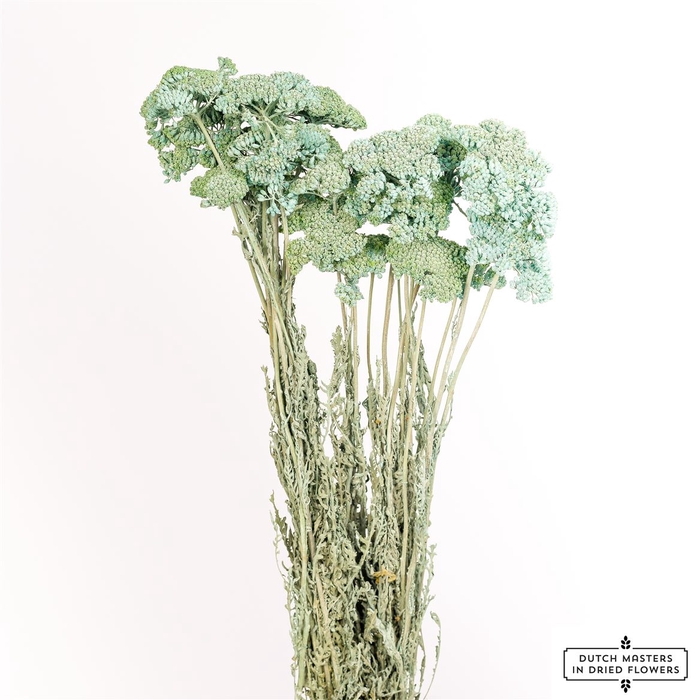 <h4>Dried Achillea X5 Frosted Light Blue Bunch</h4>