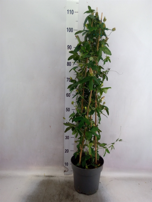 Passiflora  'Amethyst Beauty'