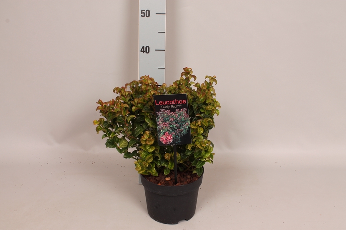 Leucothoe ax. 'Curly Red'