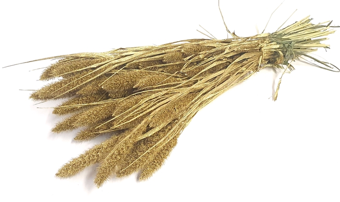 DRIED FLOWERS - SETARIA gold