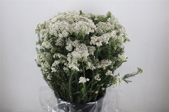 <h4>Rice Flower Wit P Bunch</h4>