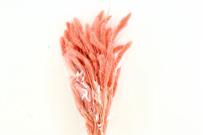 <h4>Dried Setaria Nude Pink Bunch</h4>