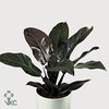 Philodendron Imperial Red 17Ø 65cm