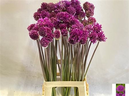 <h4>Allium Purple Sens 75cm</h4>