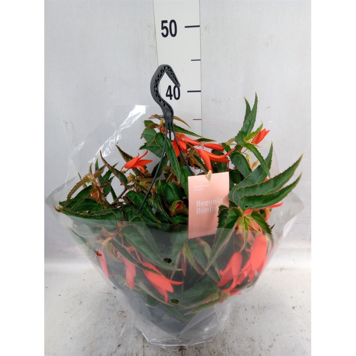 <h4>Begonia tuber. 'Bonfire'</h4>