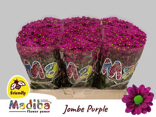 <h4>Chr San Madiba Jombe Purple</h4>