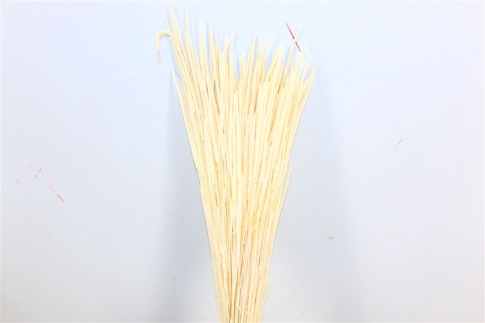<h4>Dried Phleum Bleached Bunch</h4>