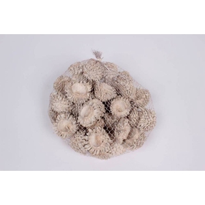 Acorn Cones 500gram in net white 
