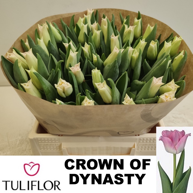 <h4>Tulipa co crown of dynasty</h4>