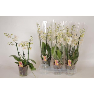 Phalaenopsis Multiflora white 12Ø 50cm 3 pędy 30+ kwiatów
