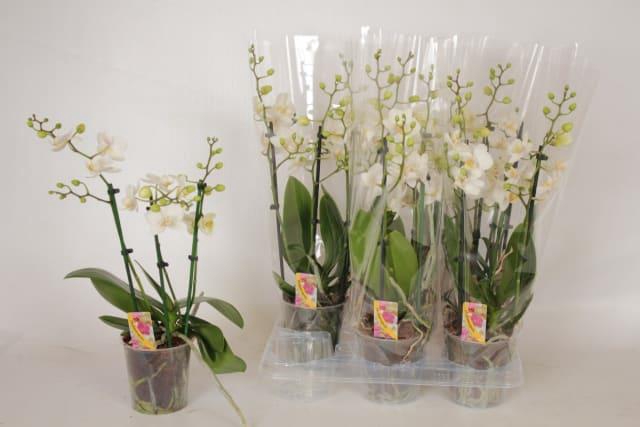 Phalaenopsis Multiflora white 12Ø 50cm 3 pędy 30+ kwiatów