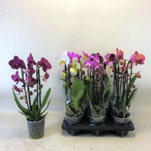 Phalaenopsis Elegans Cascade Mix Kolor 12Ø 45cm 2 pędy 14+ kwiatów