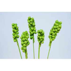 Acorn bunch on stem light-green