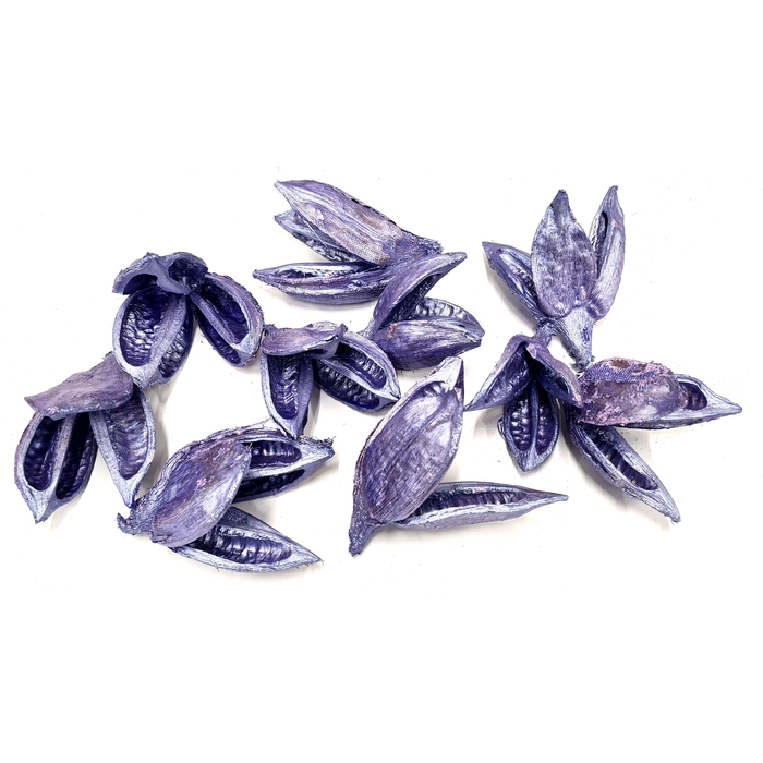 <h4>Sororoca penca flower 10pcs in poly Pearl Purple</h4>