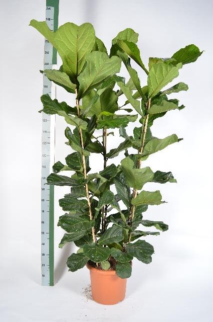 Ficus Lyrata 40Ø 190cm