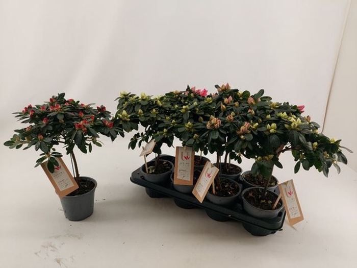 <h4>Rhododendron (Sim. Hellmut Vo</h4>