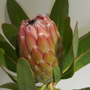Protea Susara