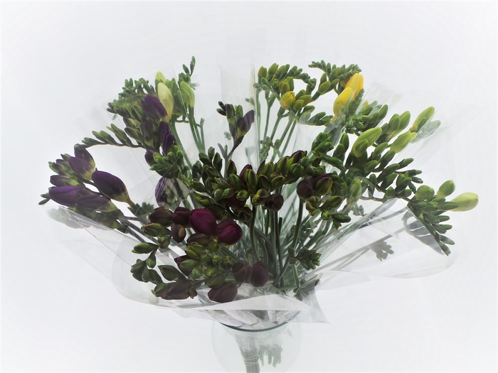 Bouquet Mono Freesia x10 mix 50cm