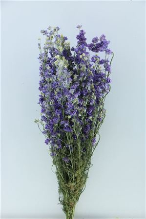 <h4>DRY DELPHINIUM LILAC EXTRA BUNCH</h4>