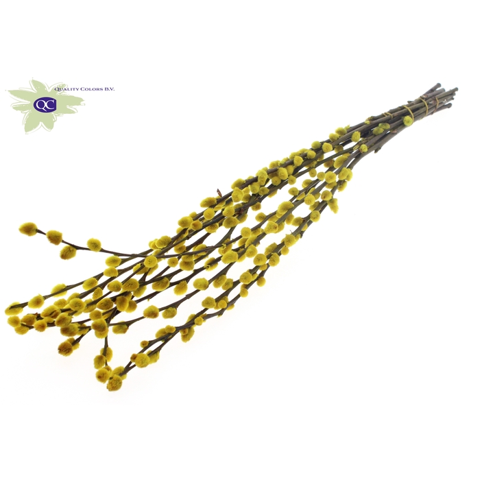 <h4>Pussy Willow 60cm Yellow</h4>