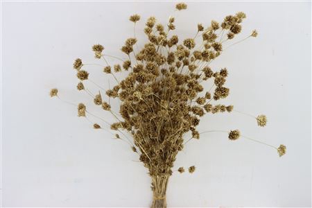 <h4>Dried Wheep Bamboo Ant Gold Bunch Slv</h4>