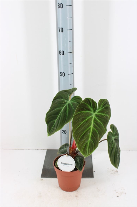 <h4>Philodendron El Choco Red P15</h4>
