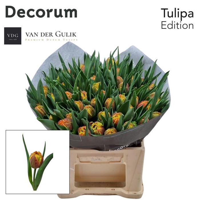 <h4>Tulipa dubb. (Double Early Grp) Edi</h4>
