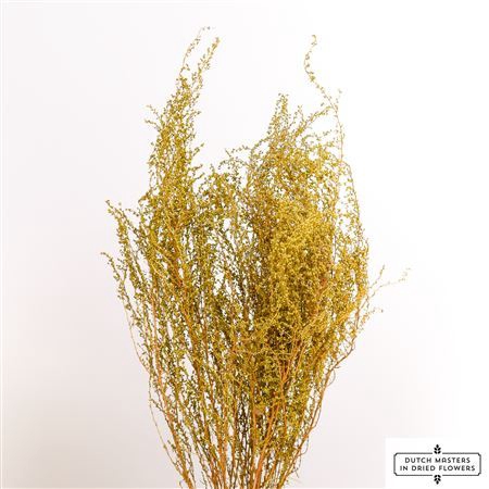 <h4>Dried Solidago Natural Bunch</h4>