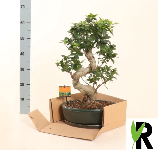 Ficus mi Ginseng 35Ø 70cm 1pp