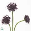 Allium Atropurpurem
