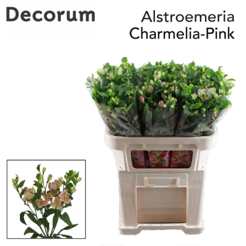 <h4>Alstroemeria fl charmelia pink</h4>