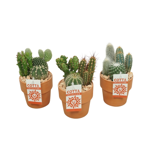 <h4>Cactus arrangement in 10 cm 'Terracotta Kraagpot'</h4>