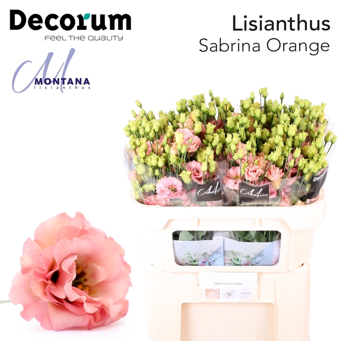 <h4>Lisianthus Sabrina orange 70cm</h4>