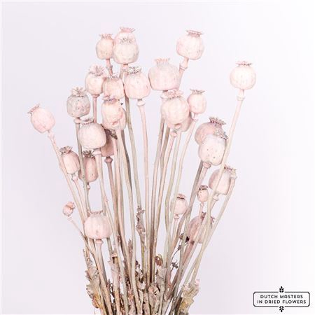 <h4>Dried Papaver X5 Frosted Pink Bunch</h4>