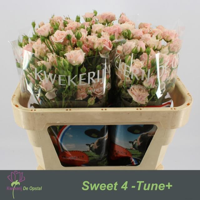 <h4>Rosa sp sweet 4 tune</h4>