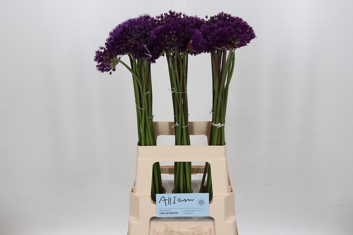 <h4>Allium purple sensation</h4>
