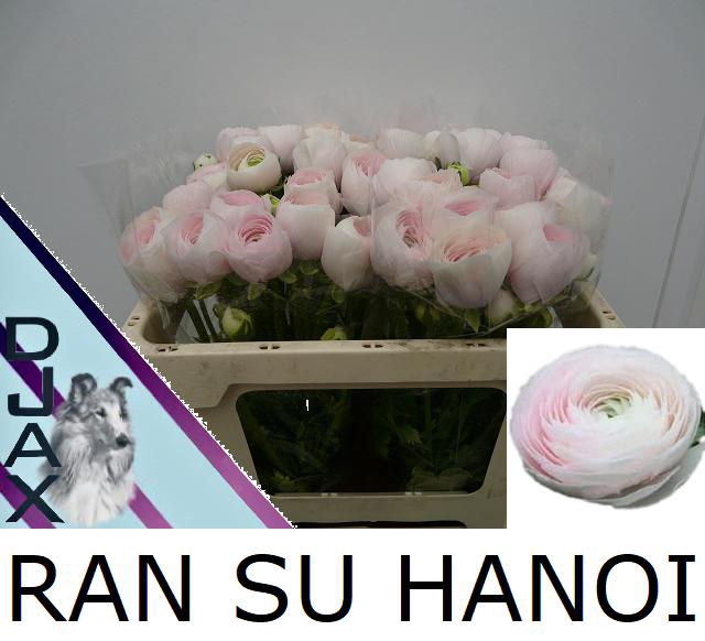 <h4>RAN SU HANOI</h4>