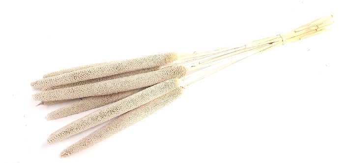 DRIED FLOWERS - BABALA FROSTED WHITE on natural stem