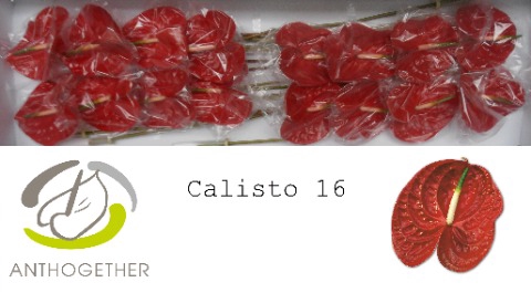 ANTH A CALISTO 16