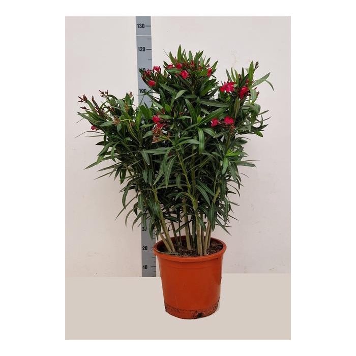 <h4>Nerium Oleander 30Ø 105cm</h4>