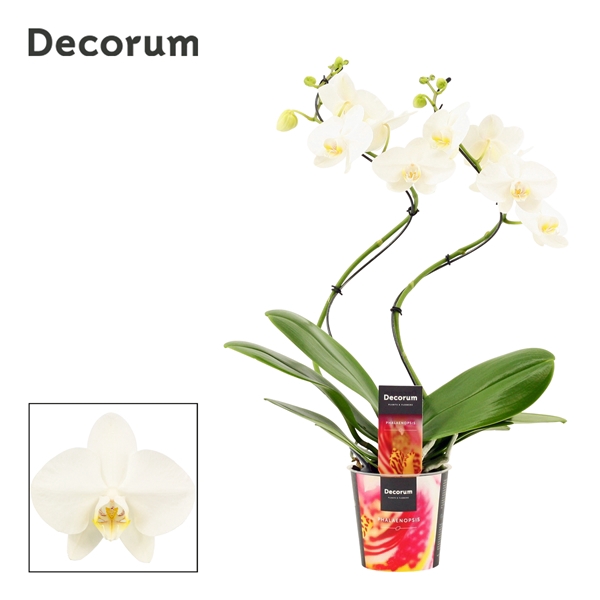 Phalaenopsis hurricane wit (Decorum)