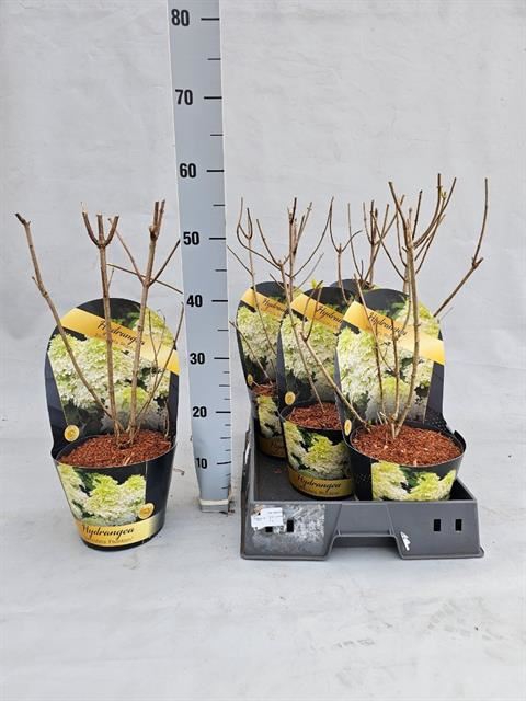 <h4>Hydrangea paniculata</h4>